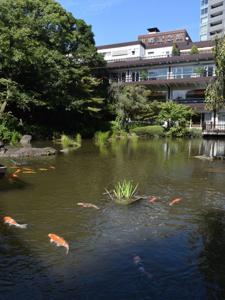 東郷記念館の池とコイ